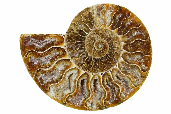 Cut & Polished Ammonite Fossil (Half) - Madagascar #354183